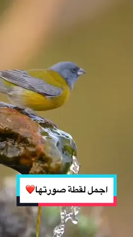 سبحانه الذي خلق فابدع العيون التي رأها صورة هاد العصفور عندما مان يشرب الماء بلقرب من الشلال 😍🗺️#film #foryou #sharotravels #fyp #for #moviz #افلام #مسلسلات #TravelVideo #Naturvideos 