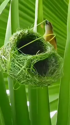 Subhanallah, tanpa guru tanpa pengajar burung ini bisa membuat sarang sehebat ini #burung #duniaburung #duniaburungfyp #channelburung #burungcerdas