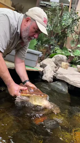 Look at this awesome Mata Mata! 😱 imagine how he can camouflage underwater to eat his meal! His meal wouldn’t even see him coming!😅🐢 #matamata #turtle #water #underwater #awesome #hunter #camouflage #tiktok #shorts #video #viral #reptile #giant 
