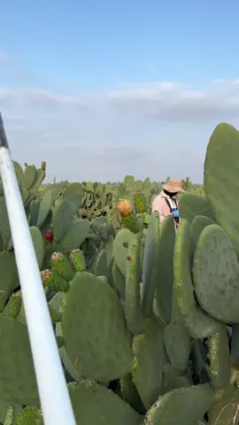 หวานเจี๊ยบ #cactus  #หิว #tiktokพากิน #tiktokพาเที่ยว #คนไทยในอิสราเอล🇹🇭🇮🇱 