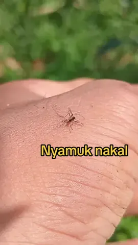 nyamuk#suara nyamuk#berkebun 