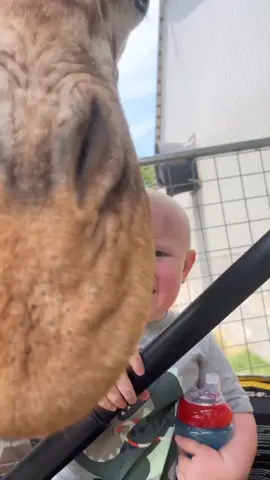 Took bubba to the zoo, he loves animals, but the giraffe had him a little scared lol. I would let nothing happen to my little man though. #giraffe #zoo #scared #funny #funnyvideos #prank #toddlersoftiktok #toddler 