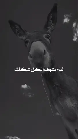 😂🖤 جيبو بتاغ #اكسبلور #fypシ #foryoupage #sy_riyano #syria 