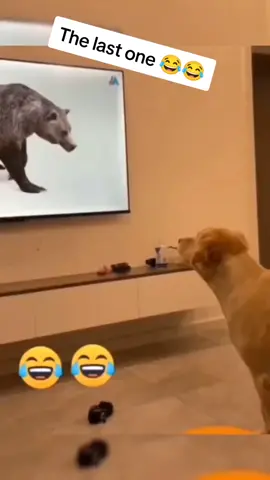 The end 😂😂  #pranks #pet #cute #foryoupage #dog #cat #animals #foryou #fypシ #funnyvideos #fyp #fun #funny #viral #😂😂😂 