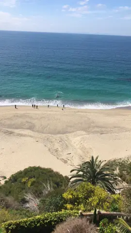 Whale on the beach 😳 #whale #beach 