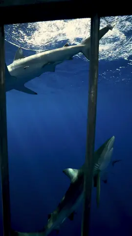 Name a better view…….we’ll wait….. #myviewtoday #sharkdiving #sharkcage #swimwithsharks #sharkcagediving #oahu #hawaii #foryou 