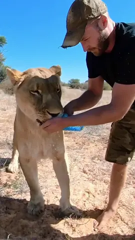 Sirga always enjoys getting a drink whenever I meet her outside in her territory. With the cold weather moving in lately she spends a lot of time hunting and chasing prey - that makes thirsty! Please note: THIS IS A HAND RAISED LIONESS! and I know her well and spend almost all her life together with her. DON'T ever walk up to a wild lion and give him water because he looks thirsty!  Also: Sirga of course has water in multiple locations in her area but she simply enjoys a little extra water when I meet her outside and she is far away from any of her other waterholes.
