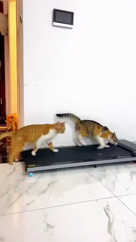 Cats have begun to exercise.#cats #pets #lovable #cute #funny #fyp