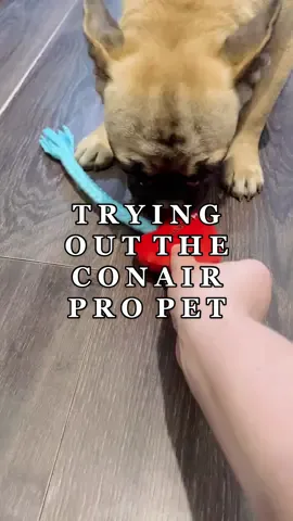 Let’s try out the @CONAIRPROPET brush, nail ginder & timmer! #conairpropet #conairpet #doggrooming #dogsoftiktok #fyp 