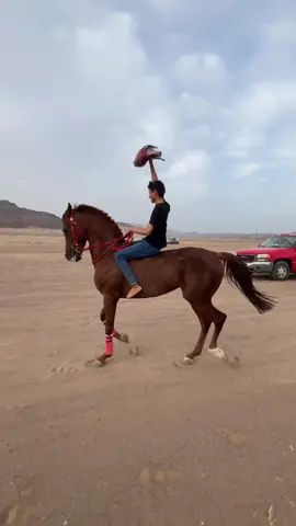 وعيل💪🏻#اكسبلورexplore #لايك_متابعه #خيل #خيل_وخياله🐎 