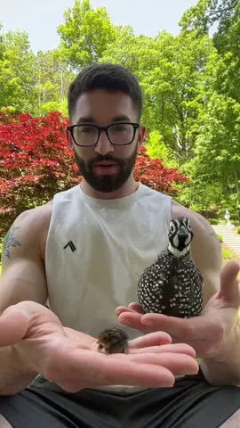 This is what I have to deal with on a daily handling button quail 😂🤦🏻‍♂️. This is why I handle them low to the ground and on the grass 😅 #fyp #foryoupage #viralvideo #foryou #cuteanimals #quail #quail #cute #animals 