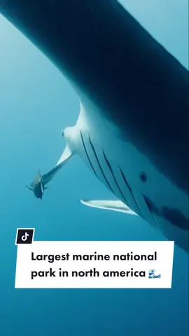 As climate change and industry continue to disturb our marine environments, large-scale, highly and fully marine protected areas (MPA’s) that foster the life that we depend on for survival become increasingly imperative. Our planet lives and breathes as one, and through the establishment and expansion of protections, we expand its collective lung capacity and enhance all life on our blue planet. Video by  @Paul Nicklen  @orgcas @betadiversidad @andy_mann  #mantaray #ocean #mexico #stem #conservation #photography #underwaterphotography #oneocean #oneoceandiving #oneoceanconservation #oneoceanresearch #oneoceaneducation #oneoceanglobal #savetheocean #savethesharks #helpsavesharks #sharkconservation #marineconservation #stopsharkfinning #sharkID_alyssa