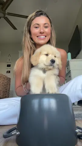 puppy pan trend 🤣🤣 #goldenretriever #puppy #dog 
