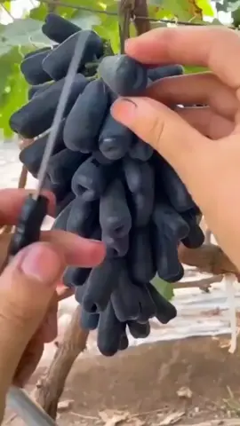 Anggur import hitam lonjong tanpa biji. #anggur #anggurimport #mondroop #blackshapphire #seedless #seedlessfruit #fruit #grapefruit #grapes #plants #bibitbuah #tanaman #tanamanviral #tanamanbuah #berbuahlebat #perkebunanindonesia #garden #pertanian #pertanianindonesia #okulasitanaman #grafting #stektanaman #stekanggur 