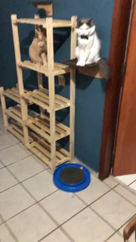 Com motivação o gato da a pata #gatos #fypシ #pets #viral 