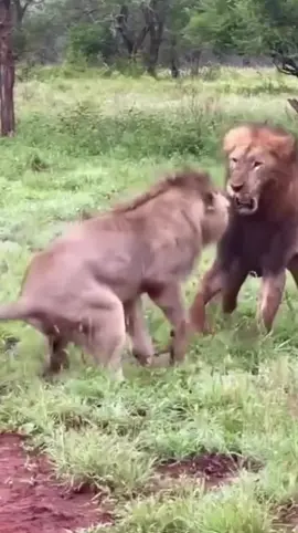 Lions fighting to see who gets the female #lion #fighting #wildlife 