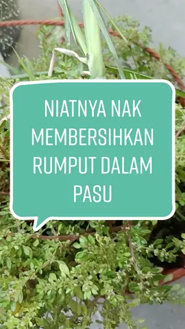 Ini dinamakan membawang mendatangkan hasil 😅 Lama terbiar. Tanam & tinggal 😅 Niat nak membersihkan pasu, tapi terjumpa isi bawang merah 🧅 #bawang #bawangmerah #gengkebun #kebun #minigarden #gardentipsforyou #tipsmudahberkebun 