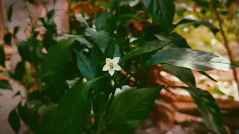 #naturevideography #nature #videoeditingtrend #capcutedits 