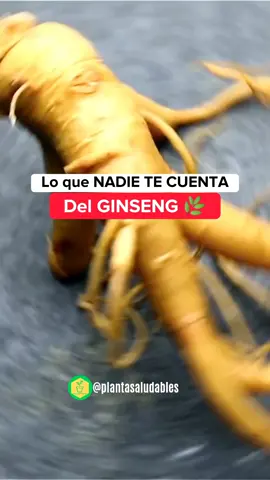 Lo que NADIE TE CUENTA del GINSENG 🌿 👉🏻Aprende como preparar y consumir correctamente las plantas medicinales para mejorar tu salud 💚 clic en el enlace en la biografía  #ginseng #panaxginseng #ginsengkorea #antienvejecimientonatural #resistenciafisica #mejoralaconcentracion #mejormemoria #sistemainmunológico #depresionyansieda #plantasmedicinales 