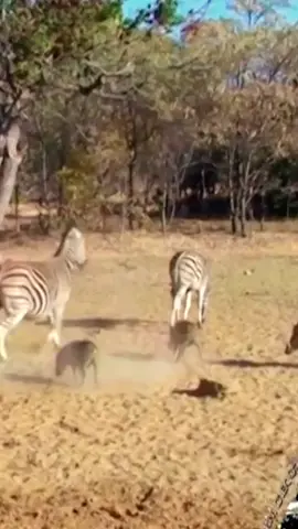 Mother zebra throws a thunderous kick to knock down wild boar for daring to flirt with her baby