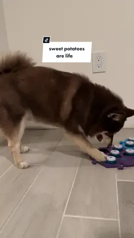 the daily beg for sweet potatoes 