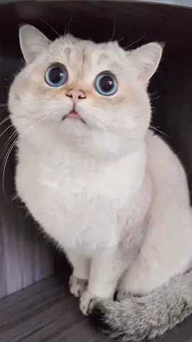 #🥰🥰🥰 #cute #cat #fyp #lovely 