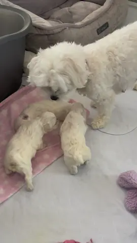 First steps of a fluffy «5» 🐾🐶💕#foryou #newbornpuppies #babydog #dog #dogsoftiktok #maltese 