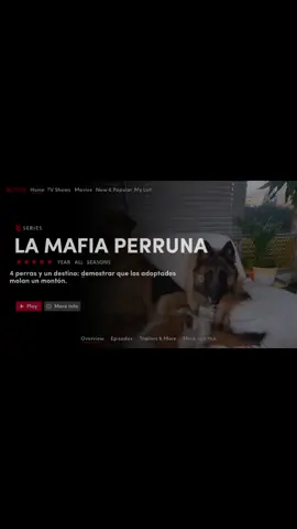 Creo que esta plantilla de #CapCut es lo más genial que vi 🤣 Porque no sé me ocurre mejor manera de decirle a @Netflix lo bien que nos sentaría una serie de trastadas mafiosas. Akira robando comida, Wilma enseñándole a Arena las cosas buenas de la vida, Arena descubriendo perros que balan o mugen, y Vespa comiendo de todo... A mí me podría encarnar Ana Milán y a Dani Hugo Silva, yo es que lo estoy visualizando y con este filtro no ayudáis a dejar de soñar 🤣 #netflix #netflixespaña #serie #mafiosaslaserie #pickyblindersenperruno #perro #perros #humor #guión #filtro #plantilla 