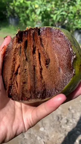 Tips agar rasa buah black sapote tidak seperti alpukat #blacksapote #buahpudingcoklat 