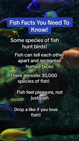 They can swim by the way! #fish #fishing #fishtok #fishes #fishfacts #facts #fact #facttok 
