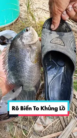 Rô Biển Khủng Nhất Miền Tây #carobien #mientay #batca #catchfish #hoanglinhmientay @Hoàng Linh Miền Tây 