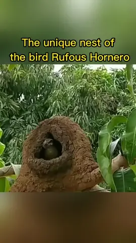 The rufous hornero (Furnarius rufus) is a medium-sized ovenbird in the family Furnariidae. It occurs in eastern South America, and is the national bird of Argentina. Also known as the red ovenbird, it is common in savannas, second-growth scrub, pastures and agricultural land and is synanthropic. It's use mud and humus to form a structure shaped like an upside down bowl on a tree branch, with a small hole to get in and out of. The sun will heat and dry the nest with mud, causing it to harden into a solid mass. #bird #birdslove #birdsoftiktok #fyp #foryou #trending #viral #xuhuong #tiktok #trendingtiktok #birdlife #nest #rufous #hornero 