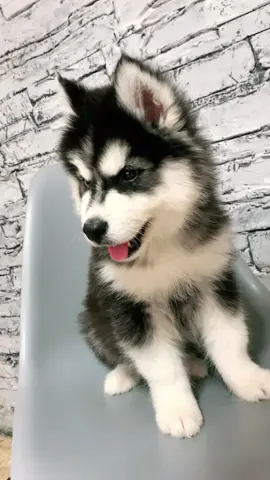 Disponible à la réservation num 0552.88.73.62📞 #اكسبلورexplore #abonné_tchouf_jdid🇩🇿🇲🇦🇹🇳😍 #pourtoi #husky #dz #malamute 