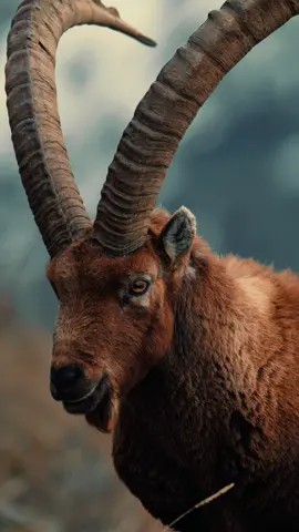 Scout Spot Sight Shoot 📸 🐐 #nikon #nikonmea #ibex #alpine #wildlife #wildanimals #wildlifephotography #wildlifephotographer #goat #goats #natgeo #natgeowild 