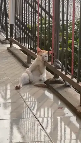 cape cing?? #kucinglucu #PecintaKucing #VideoKucingGemes #fyp #sad #capek 