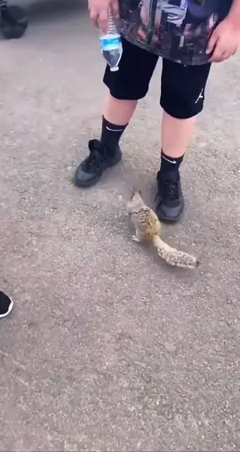Squirrel begs for water #squirrel #water #thirsty #animal #wildlife #cute #adorable #funny #fyp 