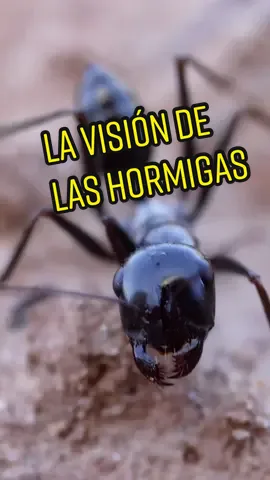 La curiosa visión de las hormigas  #fyp #foryou #viral #insectos #hormigas #curiosidades #anthouse #ojos #vision 