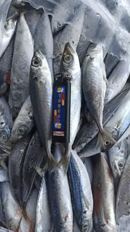 #fypシ  #pekalongan  #jawatengah  #jatenggayeng  #drivermuda😎  #batang  #tegal  #indonesia 