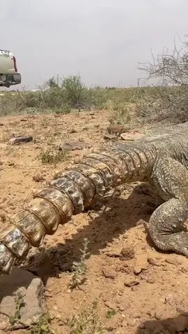 اكل الضب حرام ام حلال   #الضب #لحم_الضب #اكل #لحم #الضب  #متابعه #منشن #لايك #tiktok #fyp #meme #jungkook #stitch #ترند_تيك_توك #هشتاق 