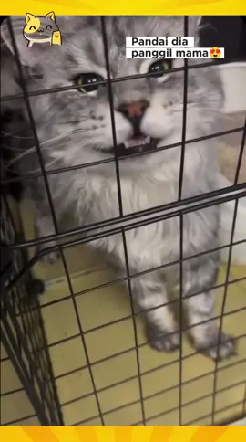 Pandainyee dia 😂😂 #kucingtiktok #kucingcomelmalaysia #oyennakal #oyen #kucingoren #kucingjalanan #oyenbuathallagi 