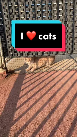 Meet Da Vinci! My neighbor. The cutest cat in the world. Follow him on IG at davincigato😻 #cats #catsoftiktok #catlover #cattok #cat 