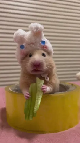 mukbang xà nách  #hamsters #petcute #cutepet #foryou #viral #xuhuong
