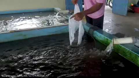 budidaya ikan patin #patin #ikan sumber_fb_angrotek