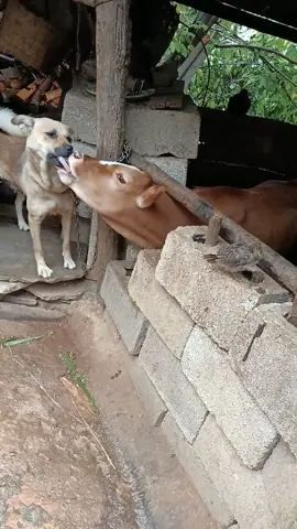 Real love ! #dog #cow #reallove #kiss #funny #fyp #tiktokviral 