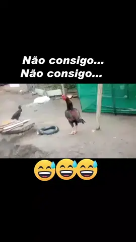 E o Galo tremeu em Itaquera kkk#humorbrasil#Corinthians#Classificado#pênaltis#memes 