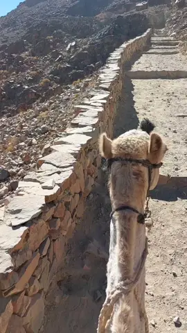 Naik Unta Ke Gunung Sinai,Terima Kasih Tuhan Untuk Kasih Setia Mu Tuhan 🙏😇#fypシ #papua #kkdai 