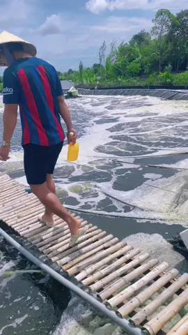 Về vùng trời xanh rất yên không lo không toan không tính không phiền. #tomcongnghiep #tomcongnghecao #vochithuc811 #xuhuongtiktok #tiktok #capcut 