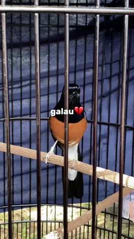 Obat galau gantang solusinya😘🥰😍🫶🏻#kicaumania #kontesburungberkicau #lombaburungberkicau #kicaumanianusantara #muraibatu #CinematicBurung #kicaumaniaindonesia #CapCut 