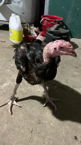 13h em cứu chủ bằng mọi giá anh sẽ cứu em cố lên🥹