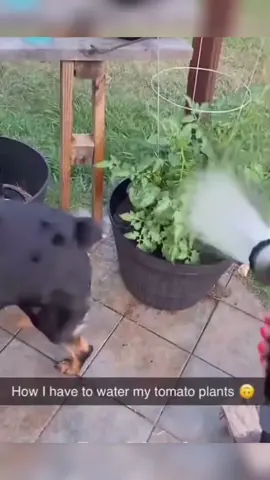 The End Funny Pet 🤣😂😹🐕🐈🇺🇸 #funny #funnyvideos #animals #dog #cat #fyp #pet #foryou #viarl #haha #funnydogs #funnytiktokvideos 